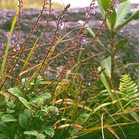 Scutellaria discolor unspecified picture