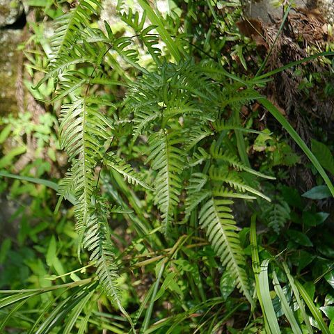 Pteris dispar unspecified picture