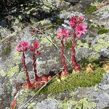 Sempervivum unspecified picture