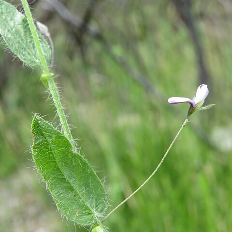 Psoralea plauta unspecified picture