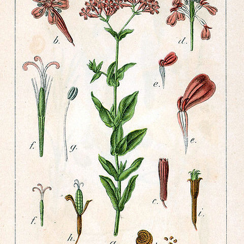 Silene armeria unspecified picture