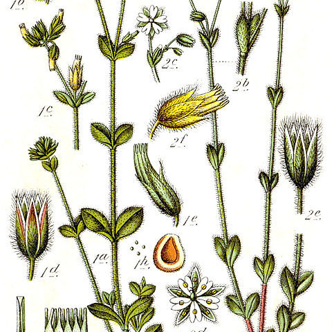 Stellaria borealis unspecified picture