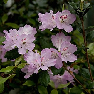 Rhododendron tashiroi unspecified picture