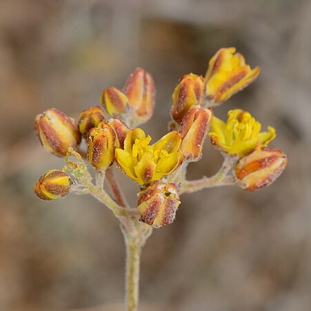 Haplophyllum poorei unspecified picture