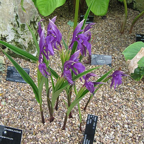 Roscoea praecox unspecified picture