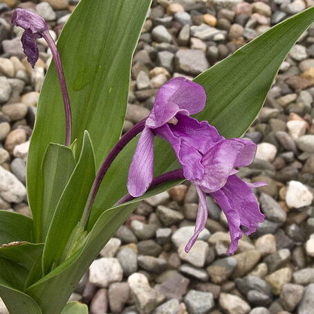 Roscoea alpina unspecified picture