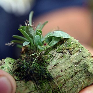 Platystele propinqua unspecified picture