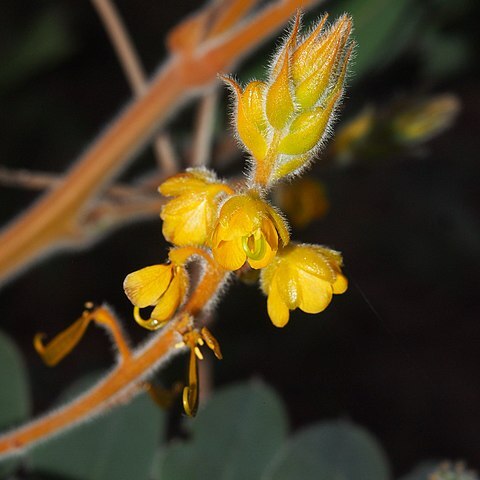 Senna notabilis unspecified picture