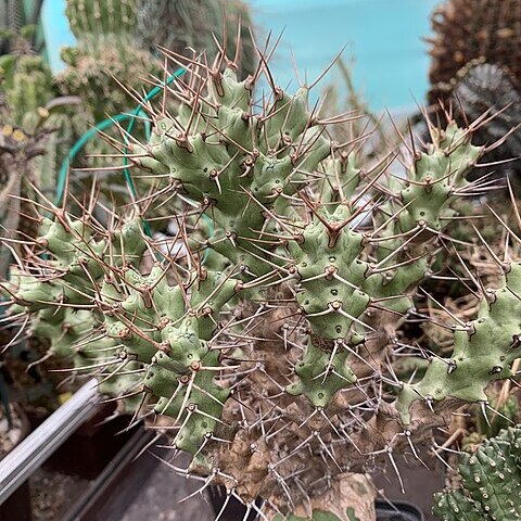 Euphorbia atrox unspecified picture