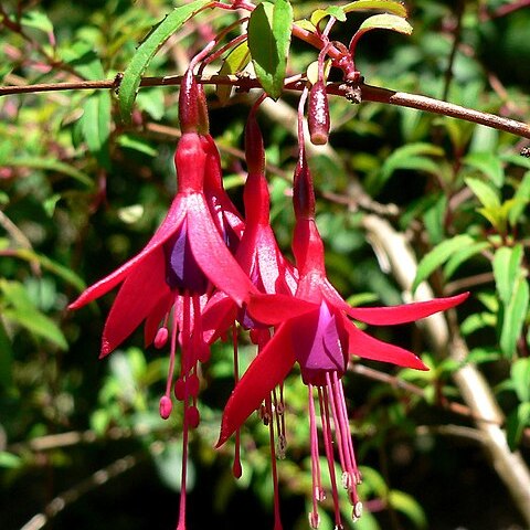 Fuchsia campos-portoi unspecified picture