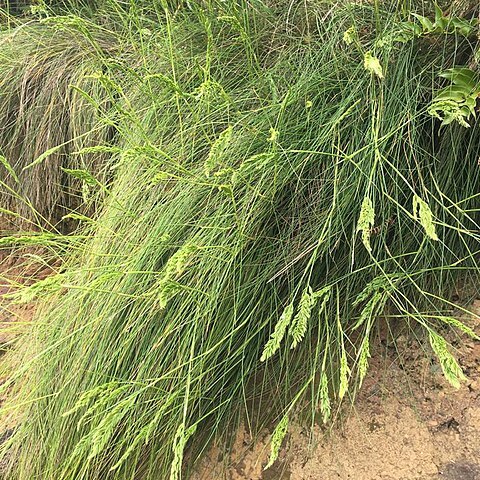 Festuca petraea unspecified picture