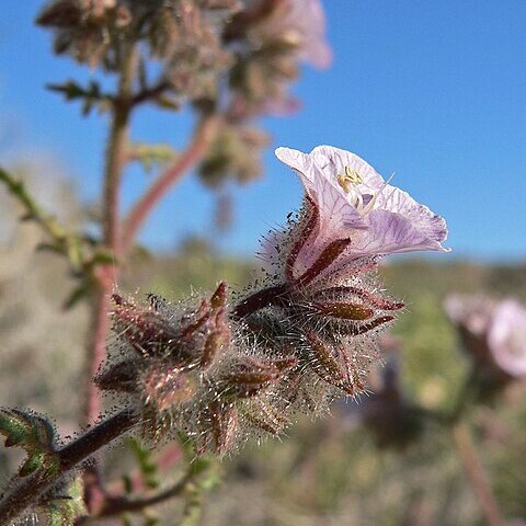 Phacelia vallis-mortae unspecified picture