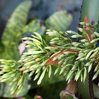 Aechmea correia-arauji unspecified picture