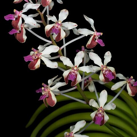 Vanda lamellata unspecified picture