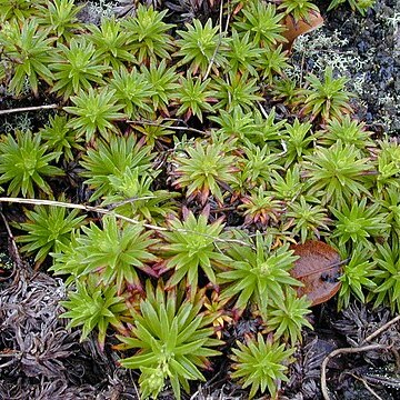 Dubautia scabra unspecified picture