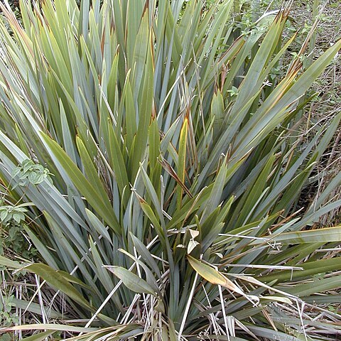 Phormium unspecified picture