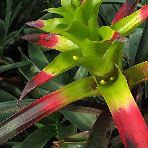 Guzmania squarrosa unspecified picture