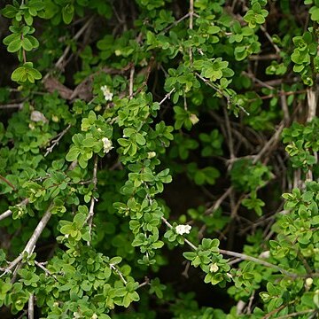 Lonicera obovata unspecified picture