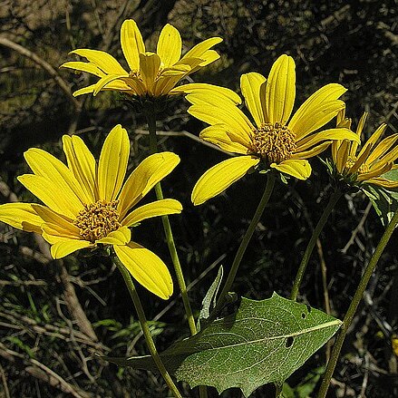 Flourensia thurifera unspecified picture