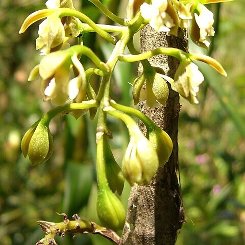 Epidendrum bambusiforme unspecified picture