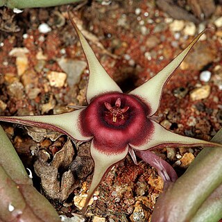 Huernia procumbens unspecified picture