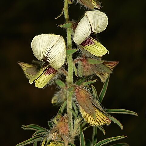 Crotalaria burkeana unspecified picture