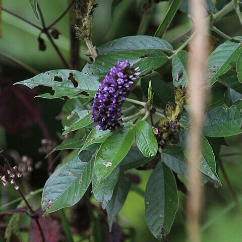 Otholobium pubescens unspecified picture