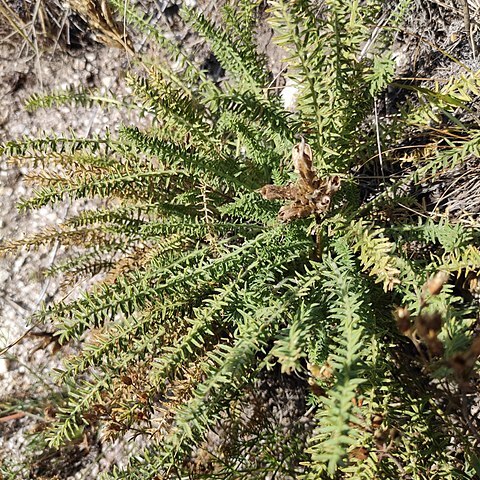 Oxytropis muricata unspecified picture