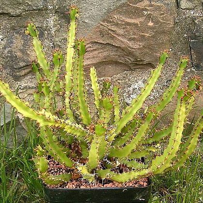 Euphorbia vandermerwei unspecified picture