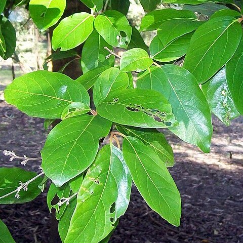 Gmelina fasciculiflora unspecified picture