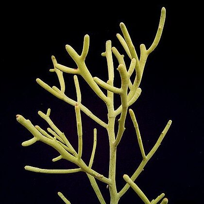 Euphorbia fiherenensis unspecified picture