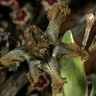 Ferraria variabilis unspecified picture