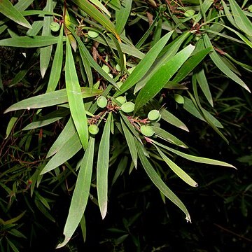 Persoonia silvatica unspecified picture