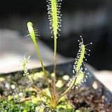 Drosera linearis unspecified picture