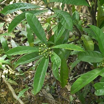 Psychotria asiatica unspecified picture