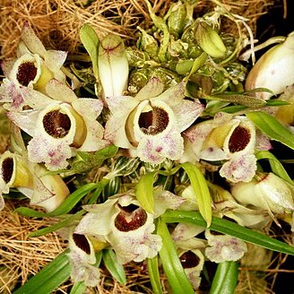 Dendrobium hekouense unspecified picture