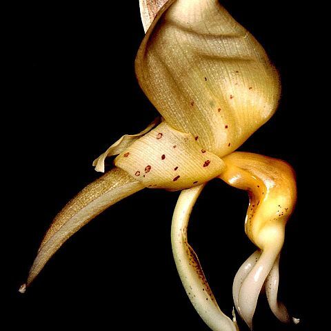 Stanhopea maculosa unspecified picture