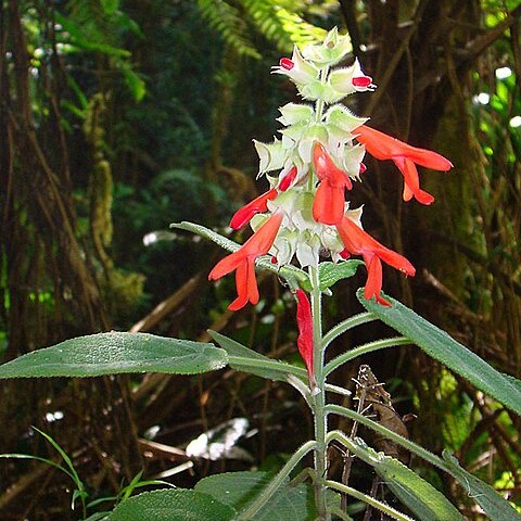 Salvia leucocephala unspecified picture