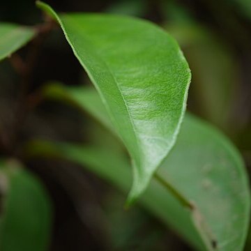 Erycibe paniculata unspecified picture