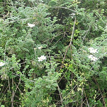 Clematis phlebantha unspecified picture