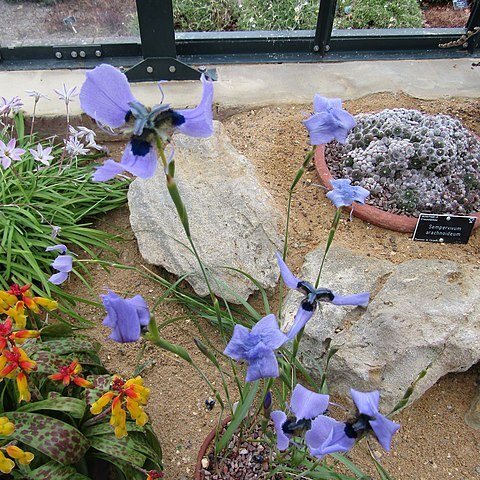 Moraea loubseri unspecified picture