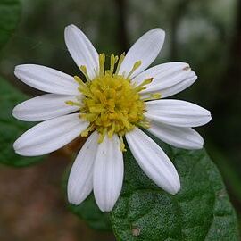 Olearia tomentosa unspecified picture