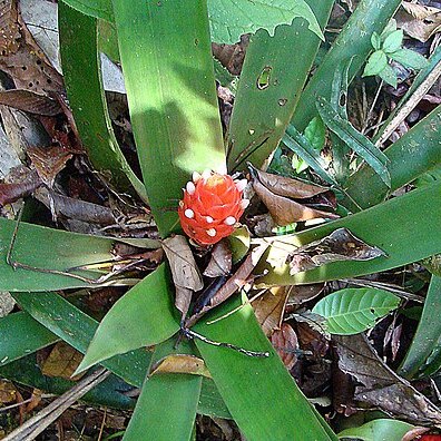 Guzmania desautelsii unspecified picture