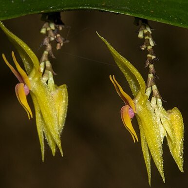 Lepanthes odontocera unspecified picture