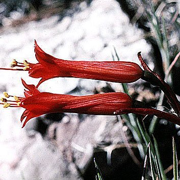 Phycella herbertiana unspecified picture