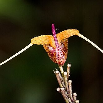 Scaphosepalum merinoi unspecified picture