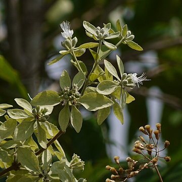 Symphorema polyandrum unspecified picture