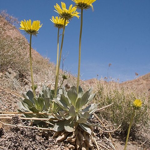 Enceliopsis covillei unspecified picture