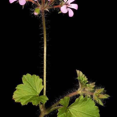 Pelargonium littorale unspecified picture