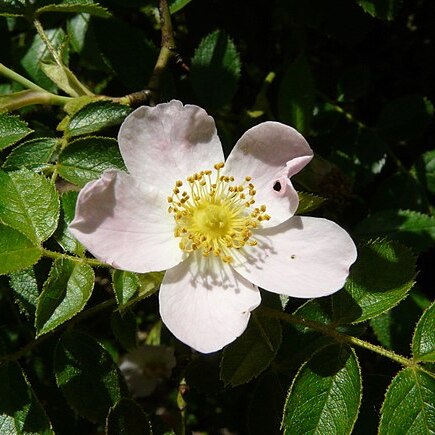 Rosa subcollina unspecified picture